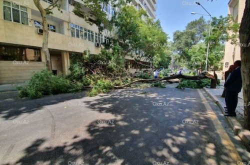 Сильный ветер повалил в Баку более 50 деревьев