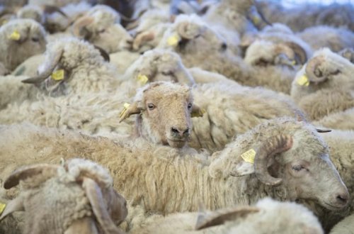 Qurban bayramı ilə əlaqədar “Kənddən Şəhərə” yarmarkası təşkil ediləcək