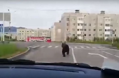 Погоня за медведем в центре Магадана - ВИДЕО
