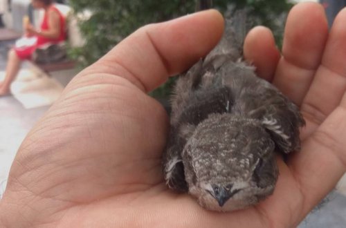 В Баку обнаружена птица редкого вида - ФОТО
