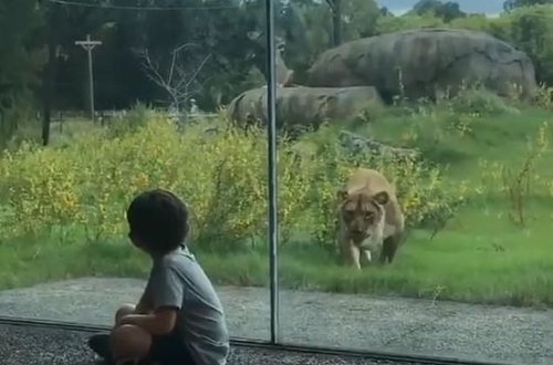 В зоопарке в США львица пыталась напасть на детей - ВИДЕО