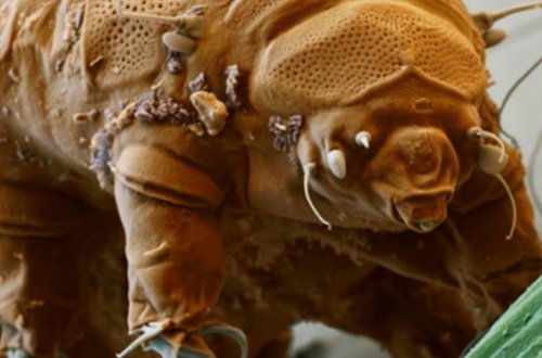 На Луне поселились первые живые существа