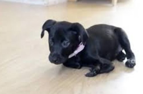 В Британии появился на свет щенок с шестью лапами - ВИДЕО