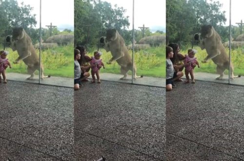 Zooparkda şirin azyaşlıya hücum cəhdi - VİDEO