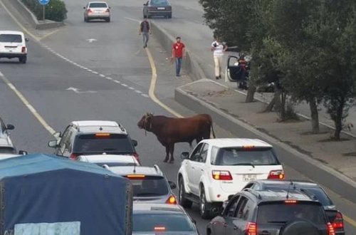 Bakıda qurbanlıq dana prospekti bir-birinə qatdı - VİDEO