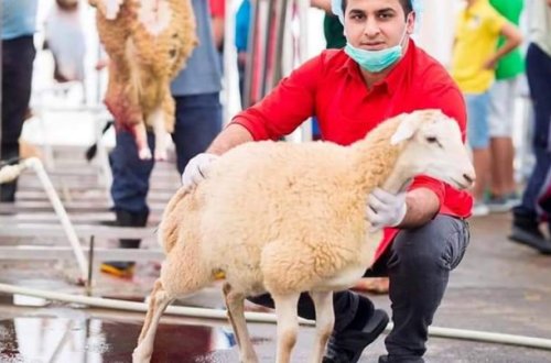 Qurbanlıq yarmarkalarda qiymətlər nə qədərdir? - RƏSMİ