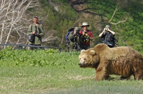 Медведи перекрыли дорогу туристам