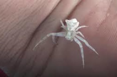 İnsan üzlü hörümçək görənləri şok etdi - FOTO