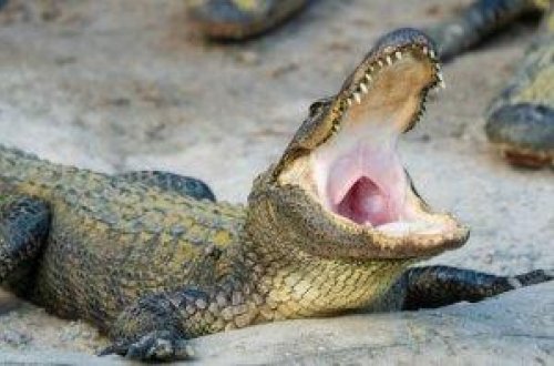 Timsah “Tank” ləqəbli 45 kiloqramlıq iti yedi - FOTO