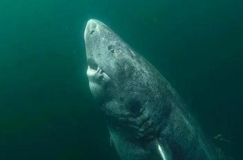 Alimlər 500 yaşlı köpəkbalığı aşkar ediblər