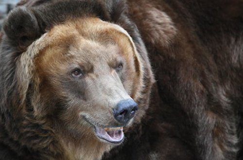 Медведь утащил покойника из могилы