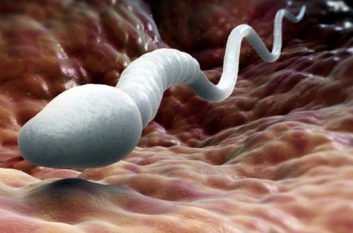 Ученые разработали технологию выбора пола при искусственном оплодотворении