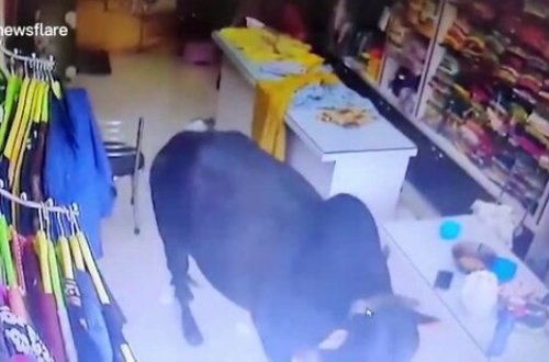 Dəhşətli anlar kameraya düşdü: Öküzlər dükanın şüşəsini sındırıb qadınları əzdi+VİDEO