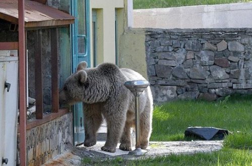 Ac ayı evə girdi - Polisi görərək divarı uçurub qaçdı