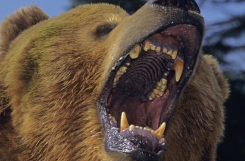 Медведь напал на россиянку и получил от ее приятеля ножом в глаз