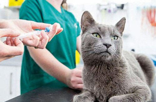 Alimlərdən SENSASİYALI KƏŞF: Sən demə pişiklər...