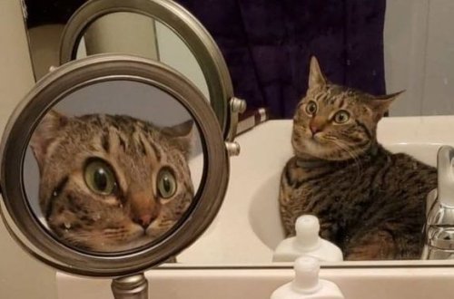 Шокированный кот восхитил пользователей Сети - ФОТО