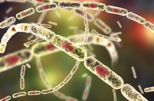 Ermənistanda xüsusi təhlükəli xəstəliyə yoluxan səkkiz nəfər xəstəxanaya yerləşdirilib