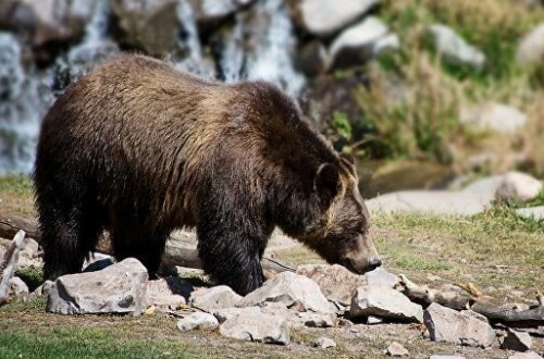 Медведь загрыз французского композитора
