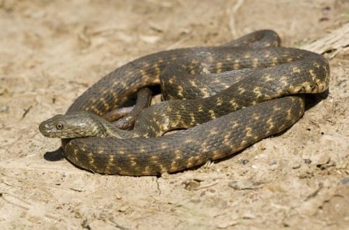 Так ли опасны змеи на бакинских пляжах? - ВИДЕО