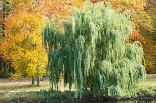 Söyüd ağacını kəsdi, 2300 manat cərimə olundu