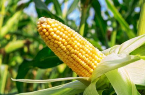 В Азербайджане начата организация гибридного семеноводства кукурузы