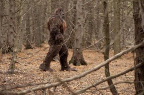 МВД об уджарском монстре