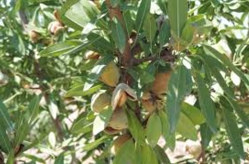 Azərbaycanda yeni salınan badam bağlarından ilk məhsul yığılacaq