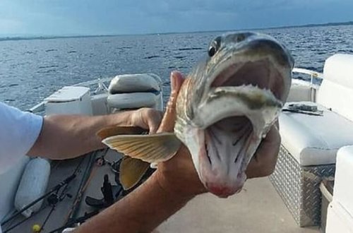 Поймана рыба с двумя ртами