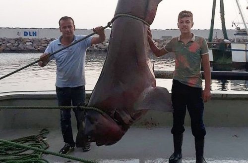 Турецкие рыбаки выловили пятиметровую акулу весом около тонны – ВИДЕО