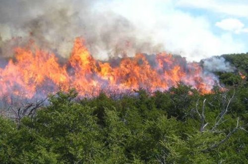 Пожар в Гирканском национальном парке полностью потушен - ВИДЕО