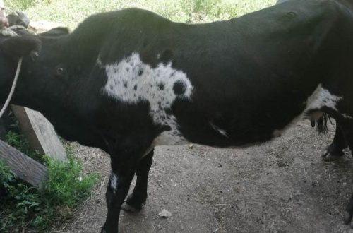 В Лерикском районе среди животных распространилось заболевание