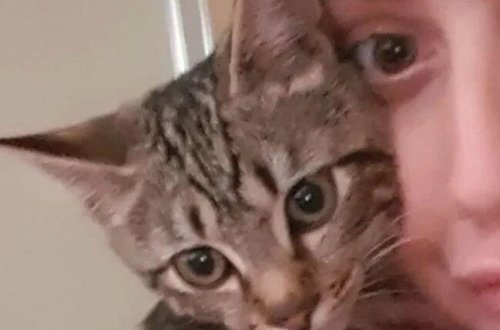 Pişiyin ayağı telefona dəydi, qızın çəkdirdiyi lüt şəkillər internetə düşdü - And içirəm ki, mən etməmişəm... - FOTO