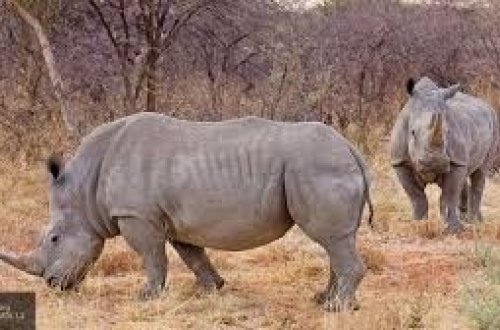 Kərgədan təbiət parkının əməkdaşına hücum etdi - VİDEO