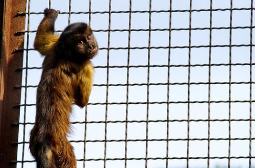 В Китае обезьяна пыталась сбежать из клетки с помощью орудия труда