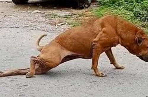 Собака нашла хитрый способ выпрашивать еду у прохожих и прославилась