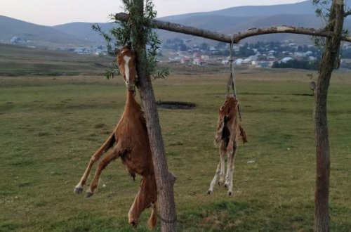 Daşkəsəndə görünməmiş vəhşilik: Öldürüb, dirəkdən asdılar (FOTOLAR)