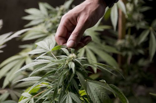 Çöllükdə çətənə kolları əkdilər