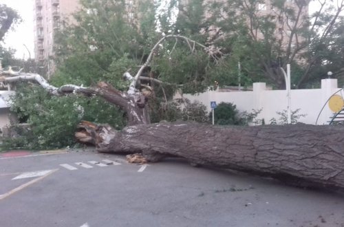 Azərbaycanda nəhəng ağac turist bazasına aşdı - FOTO