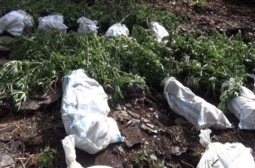 В Балакене задержаны наркоплантаторы