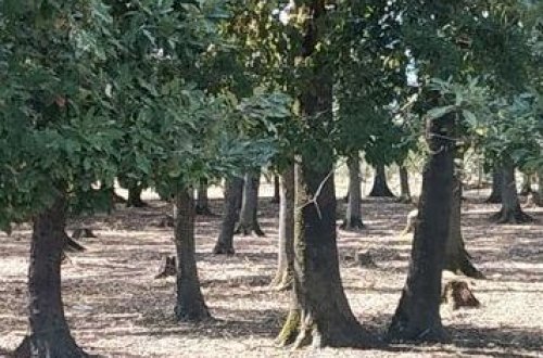 В Астаре вырубили деревья, в дело вмешалось Минэкологии - ВИДЕО/ФОТО