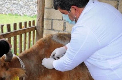 В Азербайджане началась вакцинация скота против ящура и сибирской язвы