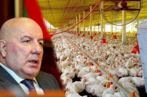 Elman Rüstəmovun toyuqlarına nə olub? – 3 milyonluq zərər