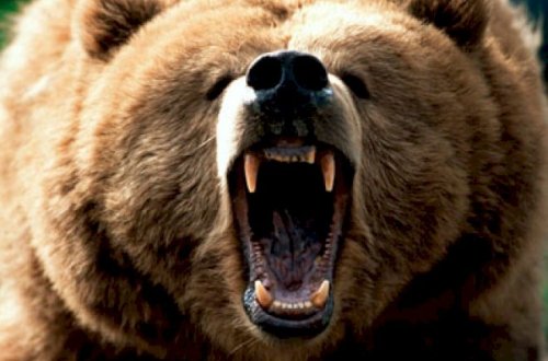 Qubada ayı 6 inəyi parçaladı