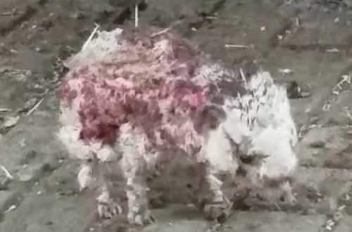 Ежи облысели из-за закрытия зоопарка