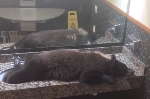 Медведь зашел в отель и лег спать