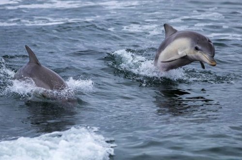 Dişi delfin balasını xilas edən balıqçılara təşəkkür etdi - VİDEO