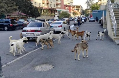 Xırdalanda küçə itləri sürü halında gəzir