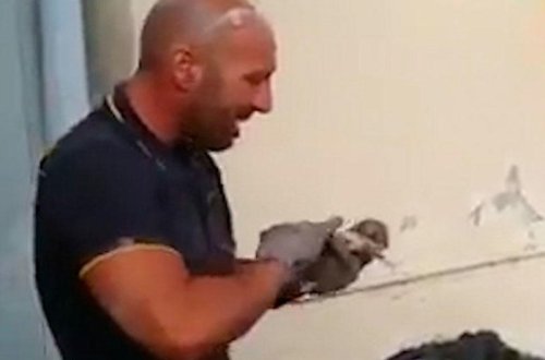 Pişik balasını xilas edən yanğınsöndürən göz yaşlarını saxlaya bilmədi - VİDEO