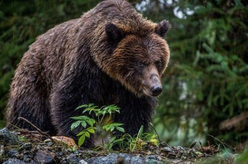 В Губе медведь растерзал корову
